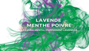 Lavande Menthe Poivre Ambiance Fragrance